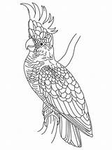 Pages Cockatoo Coloring Cockatoos Print Birds Kids Drawings Fun Printable Getcolorings 1000px 79kb Recommended sketch template