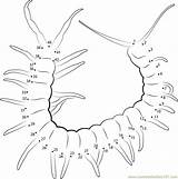 Centipede Dot sketch template
