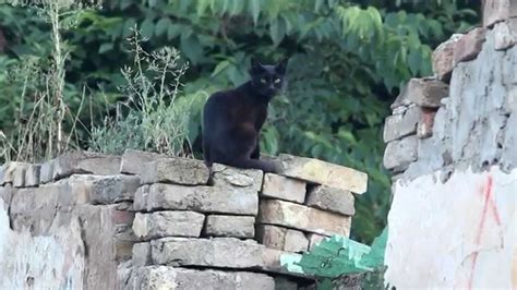 black cat footage  stock footage downloads cat