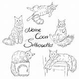 Coon Maine Coloring Cats Silhouettes Furry Pet Adult Cute Book Set Vector Illustration sketch template