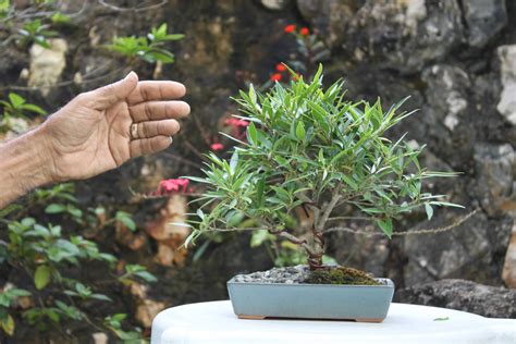 jamaican ebony bonsai tree other porn videos