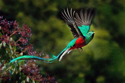 cute bird  resplendent quetzal  viewing wildlife  costa rica