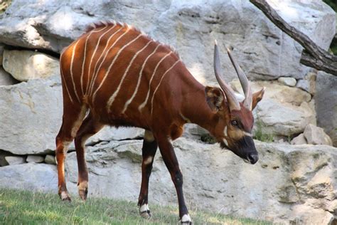 types  antelope