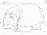Coloring Hippopotamus Pages Printable Realistic Categories sketch template