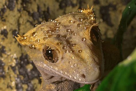 reasons   crested gecko  sneezing