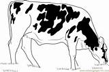 Eating Coloring Grass Cows Cow Pages Coloringpages101 Kids Animals Online sketch template