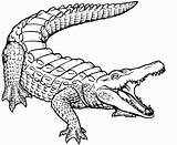 Coloring Pages Alligator Crocodile Printable Krokodil Realistic Letscolorit Baby sketch template