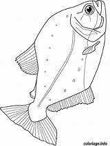 Piranha Poisson Imprimer Fische Verschiedene Poissons Fish Imprimé Fois Rainforest sketch template