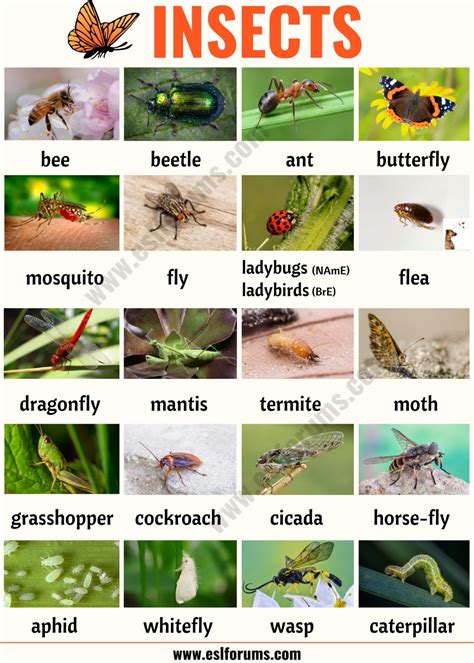 insects  list  insects   picture  examples esl