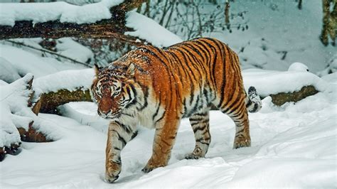 hintergrundbilder tiere im schnee