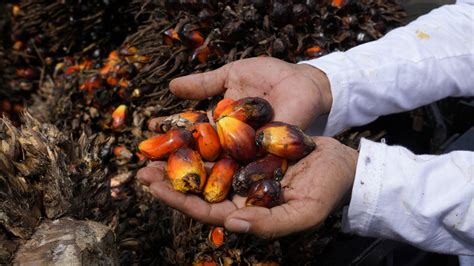 indonesien exportverbot von palmoel aufgehoben tagesschaude
