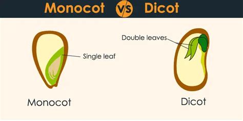 differences  monocots  dicots  hours  biology