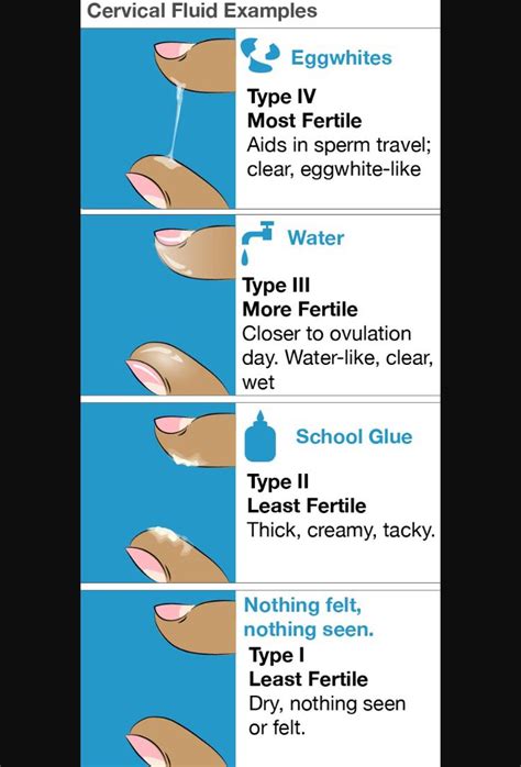 25 bästa cervical mucus idéerna på pinterest fertilitet