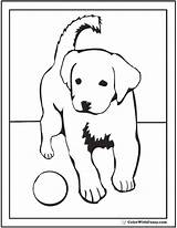 Puppy Retriever Labrador Colorwithfuzzy Retrievers sketch template