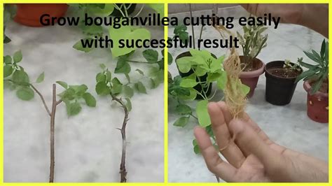 grow bougainvillea cuttings  watereasy method