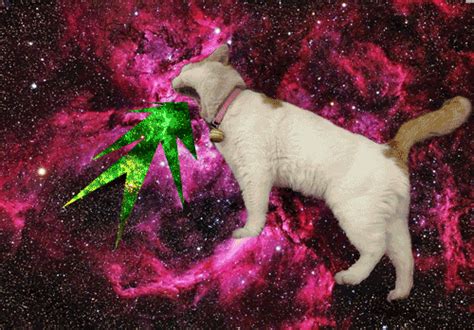 animated gifs  cats floating  galaxies designtaxicom