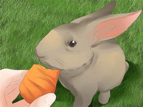 how can you tell the sex of a rabbit dating askmen