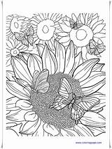 Coloring Sunflower Pages Pdf Book Edit Am sketch template