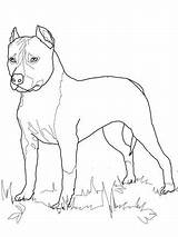 Terrier Staffordshire Pitbull Stafford Terriers Supercoloring Mastiff Bulldog sketch template