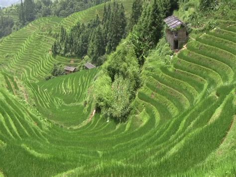stenote longji rice terraces