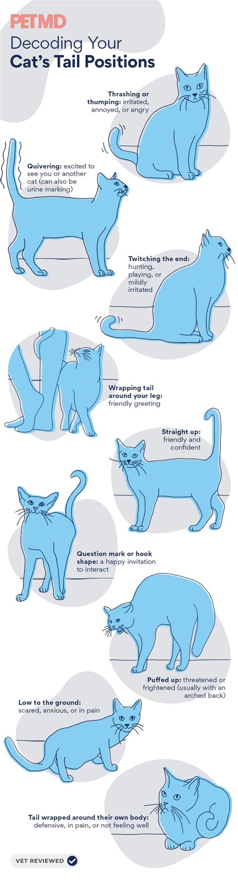 cats sleeping positions