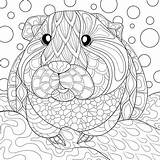 Pig Coloring Guinea Meerschweinchen Pigs Ausmalen Ausdrucken Ausmalbild Cavia Kleurplaat Mal Dyr Svaere Tegninger Omnilabo sketch template