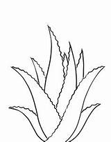 Plant Agave sketch template