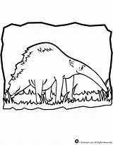 Coloring Anteater Popular Pages Library Clipart sketch template