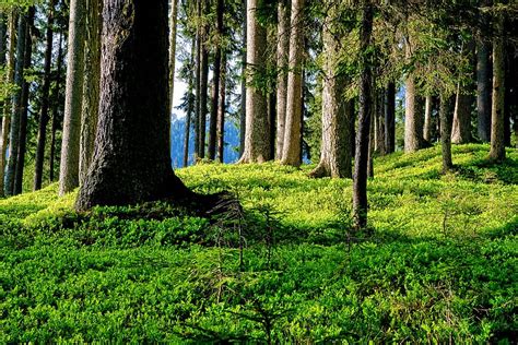 xpx   hd wallpaper forest forest floor trees