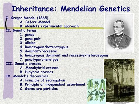 Ppt Inheritance Mendelian Genetics Powerpoint Presentation Id 635582