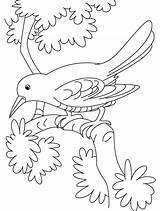 Cuckoo Burung Mewarnai Kolorowanki Loca Kukułka Ptaszki Sad Dzieci Kolorowanka Malowanki Druku Drzewie sketch template