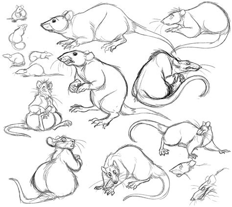 rat drawing reference  sketches  artists