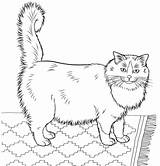 Coloring Cat Ragdoll Pages Printable Furry Realistic Cats Adults Print Colouring Color Supercoloring Kids sketch template