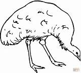 Emu Australian Printable sketch template