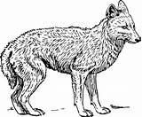 Jackal Coloring Pages Printable Adults Animals Coyote Preschool sketch template