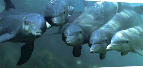 lebensraum der delfine alles ueber delfine