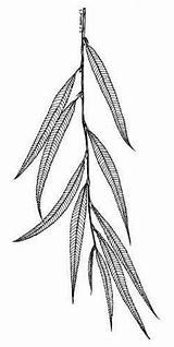 Coloring Pages Weeping Willow Getcolorings sketch template