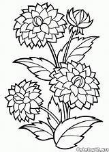 Kwiaty Kolorowanki Dalia sketch template