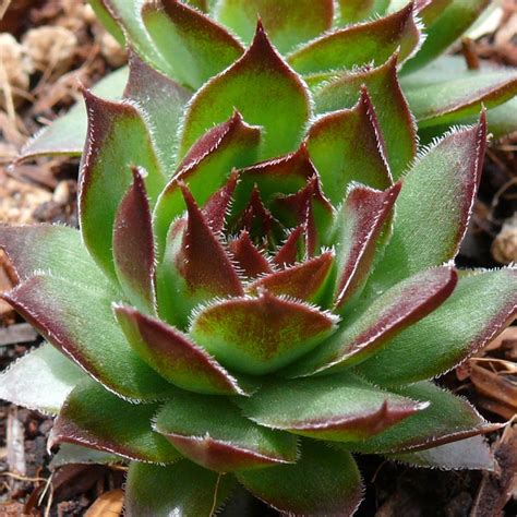 Sempervivum "Black" - Cactus Jungle