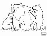 Bear Coloring Grizzly Pages Cubs Drawing Bears Mother Line Chicago Outline Printable Drawings Color Cartoon Logo Vector Baby Step Print sketch template