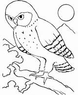 Coloring Night Pages Howling Owl Bird Getdrawings Color Starry Getcolorings Luna Fury Colorings sketch template