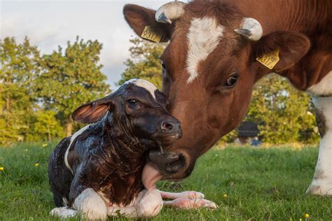 calving season keeping milk fever  bay farmsafely