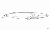 Whales Mammals Minke sketch template