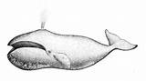 Bowhead Longevity Whale Drawing Molly Michelson sketch template