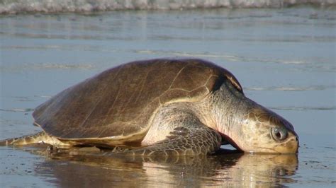 olive ridley joseph lees guide  sea turtle wiki fandom powered