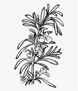 Rosemary Clipart Drawing Herb Svg Openclipart Herbs Computer Monochrome Clipground Photography Vector sketch template