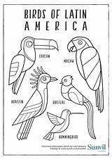 America Coloring Latin Pages Birds Colouring Drawing South Hispanic Printable Heritage Sheets Sunvil American Pdf Animal Animals Month Ilustrations Getdrawings sketch template