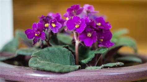 How To Grow African Violets Miraclegro