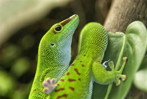 breed giant day geckos phelsuma grandis keeping exotic pets