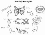 Life Cycle Butterfly Coloring Kids Science Summer Pages Fun Books Lifecycle Drawing Cycles Plant Printable Butterflies Preschool Egg Garden Food sketch template